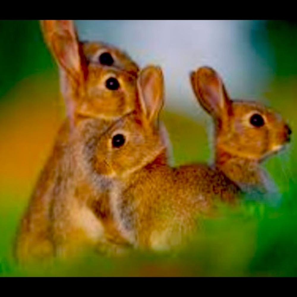 Meet your Posher, Bunny